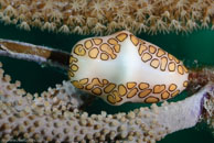 Flamingo Tongue / Cyphoma gibbosum / El Valle del Coral, März 25, 2008 (1/100 sec at f / 13, 105 mm)