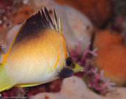 Longsnout Butterflyfish / Chaetodon aculeatus / El Elcanto 2, März 26, 2008 (1/100 sec at f / 9,0, 105 mm)