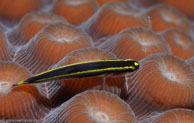 Yellowprow Goby / Gobiosoma xanthiprora / El Elcanto 2, März 26, 2008 (1/100 sec at f / 13, 105 mm)