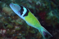 Bluehead / Thalassoma bifasciatum / El Elcanto 2, März 26, 2008 (1/100 sec at f / 13, 105 mm)