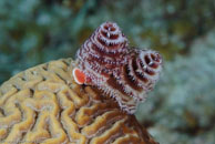 Christmas tree worm / Spirobranchus giganteus / El Elcanto 2, März 26, 2008 (1/100 sec at f / 13, 105 mm)