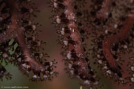 Deepwater Sea Fan / Iciligorgia schrammi / El Elcanto 2, März 26, 2008 (1/100 sec at f / 9,0, 105 mm)