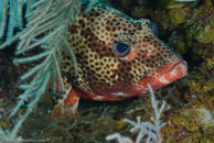 Red hind / Epinephelus guttatus / El Elcanto 2, März 26, 2008 (1/100 sec at f / 11, 105 mm)