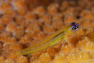 Peppermint Goby / Coryphopterus lipernes / El Elcanto 2, März 26, 2008 (1/100 sec at f / 11, 105 mm)