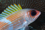 Squirrelfish / Holocentrus adscensionis / Bahia de Cochinos, März 09, 2008 (1/100 sec at f / 10, 105 mm)