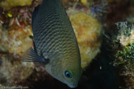 Threespot Damselfish / Stegastes planifrons / Bahia de Cochinos, März 09, 2008 (1/100 sec at f / 10, 105 mm)