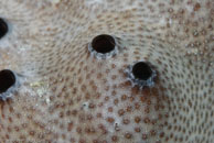 Black-Ball Sponge / Ircinia strobilina / Bahia de Cochinos, März 09, 2008 (1/100 sec at f / 10, 105 mm)