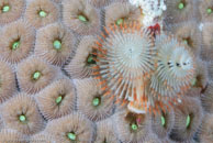 Christmas tree worm / Spirobranchus giganteus / Bahia de Cochinos, März 09, 2008 (1/100 sec at f / 10, 105 mm)