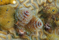 Christmas tree worm / Spirobranchus giganteus / Bahia de Cochinos, März 09, 2008 (1/100 sec at f / 10, 105 mm)