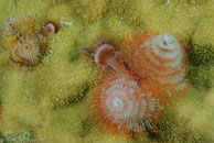 Christmas tree worm / Spirobranchus giganteus / Bahia de Cochinos, März 09, 2008 (1/100 sec at f / 10, 105 mm)