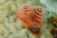 Christmas tree worm / Spirobranchus giganteus / Bahia de Cochinos, März 09, 2008 (1/100 sec at f / 10, 105 mm)