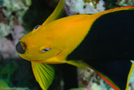 Rock Beauty / Holacanthus tricolor / Bahia de Cochinos, März 09, 2008 (1/100 sec at f / 10, 105 mm)