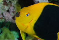 Rock Beauty / Holacanthus tricolor / Bahia de Cochinos, März 09, 2008 (1/100 sec at f / 10, 105 mm)