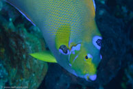 Queen angelfish / Holacanthus ciliaris / Bahia de Cochinos, März 09, 2008 (1/100 sec at f / 13, 105 mm)