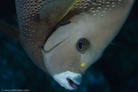 Gray angelfish / Pomacanthus arcuatus / Bahia de Cochinos, März 09, 2008 (1/100 sec at f / 13, 105 mm)