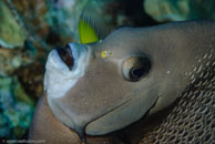 Gray angelfish / Pomacanthus arcuatus / Bahia de Cochinos, März 09, 2008 (1/100 sec at f / 13, 105 mm)