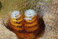 Christmas tree worm / Spirobranchus giganteus / Bahia de Cochinos, März 09, 2008 (1/100 sec at f / 11, 105 mm)