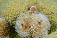 Christmas tree worm / Spirobranchus giganteus / Bahia de Cochinos, März 09, 2008 (1/100 sec at f / 11, 105 mm)