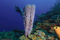 Azure Vase Sponge / Callyspongia plicifera / El Tanco, März 11, 2008 (1/100 sec at f / 9,0, 10 mm)