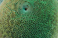 Grooved brain coral / Diploria labyrinthiformis / El Tanco, März 11, 2008 (1/100 sec at f / 9,0, 10 mm)