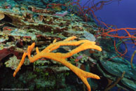  / Scattered Pore Rope Sponge? Aplysina fulva / Fish Cave Reef, März 11, 2008 (1/100 sec at f / 7,1, 10 mm)