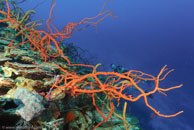  / Row Pore Rope Sponge Aplysina cauliformis / Fish Cave Reef, März 11, 2008 (1/100 sec at f / 7,1, 10 mm)