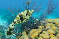  /  / Fish Cave Reef, März 11, 2008 (1/100 sec at f / 7,1, 20 mm)