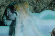 Copacabana Diving, Havana, Cuba;  1/125 sec at f / 16, 105 mm