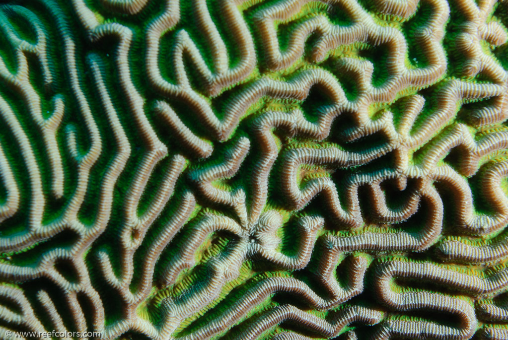 Las Cuevas de Bebo, Pinar del Rio, Cuba;  1/100 sec at f / 8,0, 60 mm