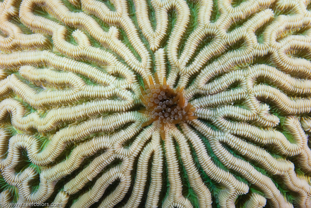 El Valle de Coral Negro, Pinar del Rio, Cuba;  1/160 sec at f / 11, 70 mm