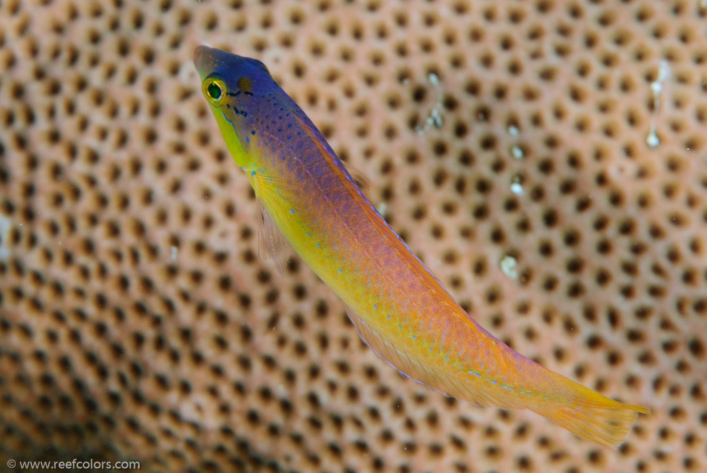 El Coral, Bahia de Cochinos, Cuba;  1/100 sec at f / 13, 105 mm