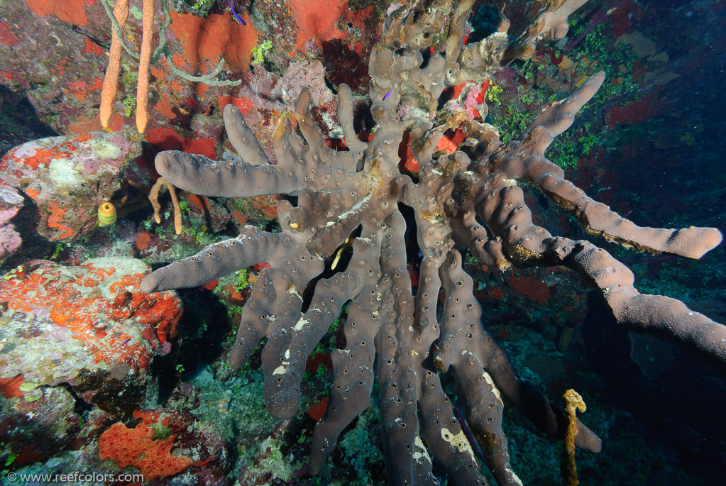 El Coral, Bahia de Cochinos, Cuba;  1/80 sec at f / 7,1, 10 mm