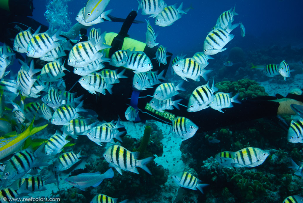 El Coral, Bahia de Cochinos, Cuba;  1/80 sec at f / 7,1, 20 mm