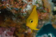 El Tanque, Bahia de Cochinos, Cuba;  1/100 sec at f / 11, 105 mm