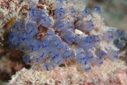 North Bommie - Coral Cascade, Queensland, Australia;  1/125 sec at f / 9,0, 60 mm