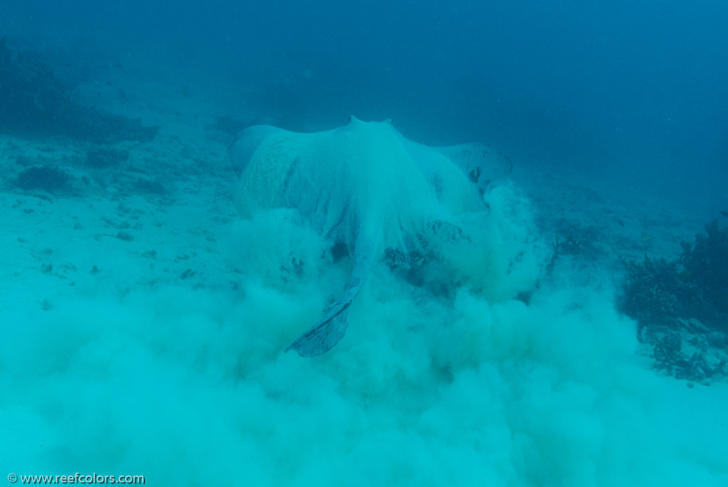 North Bommie - Blue Pools, Queensland, Australia;  1/125 sec at f / 6,3, 20 mm