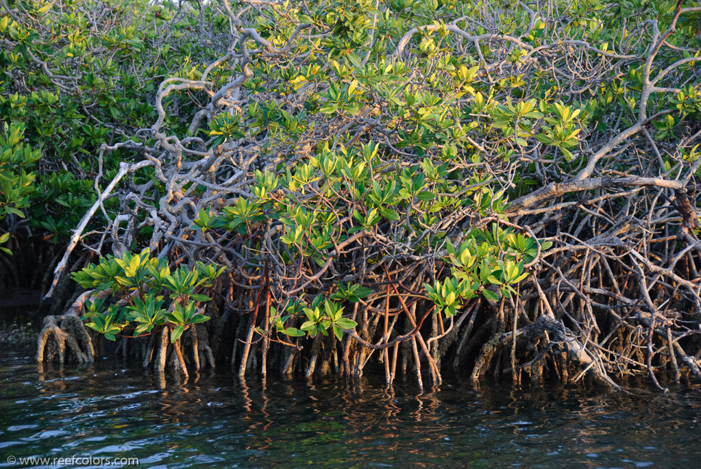 Mangrove Forest, Ciego de Avila, Cuba;  1/100 sec at f / 5,3, 75 mm