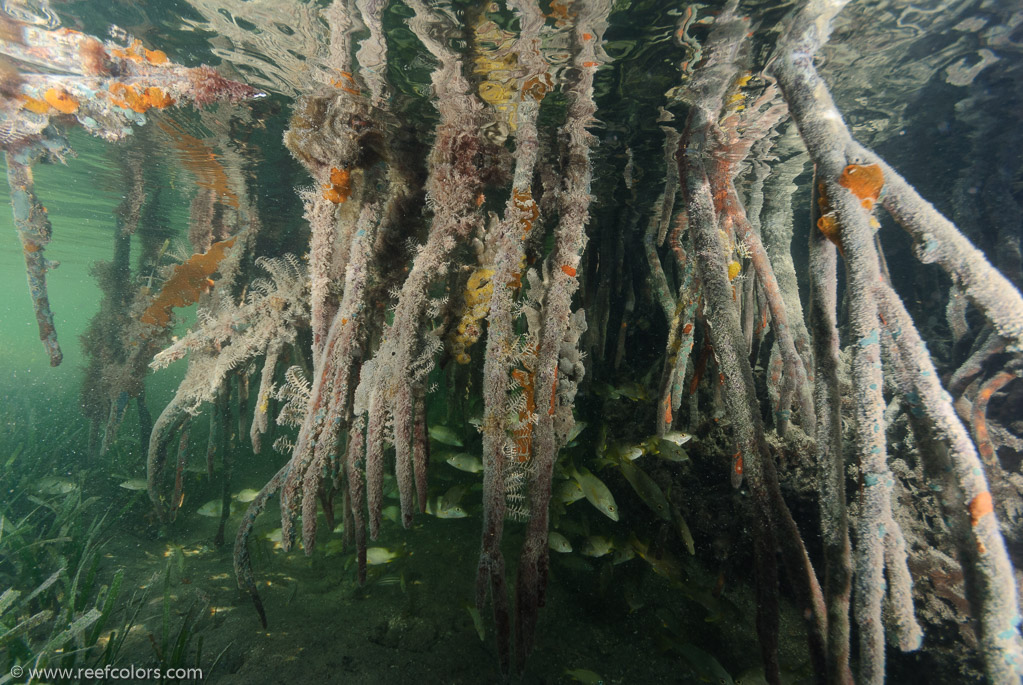 Mangrove Forest, Ciego de Avila, Cuba;  1/60 sec at f / 5,6, 10 mm