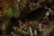 Copacabana Divescenter, Havana, Cuba;  1/320 sec at f / 16, 105 mm