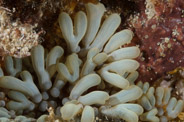 Copacabana Divescenter, Havana, Cuba;  1/320 sec at f / 16, 105 mm