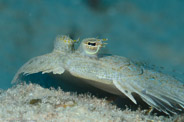 Copacabana Divescenter, Havana, Cuba;  1/250 sec at f / 14, 105 mm