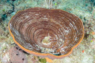 (Brown bowl sponge) / Cribrochalina vasculum / Copacabana Divecenter, April 04, 2012 (1/320 sec at f / 8,0, 14 mm)