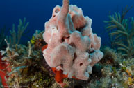 White lumpy encrusting sponge / Ptilocaulis / Copacabana Divecenter, April 04, 2012 (1/320 sec at f / 8,0, 14 mm)