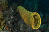 Yellow tube sponge / Aplysina fistularis / Patrizia, April 07, 2012 (1/125 sec at f / 8,0, 14 mm)