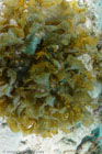 Leafy flat-blade alga / Stypopodium zonale / Patrizia, April 07, 2012 (1/125 sec at f / 8,0, 14 mm)