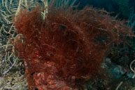 Fuzz ball alga / Cyanobacteria / Patrizia, April 07, 2012 (1/125 sec at f / 8,0, 16 mm)