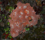 Pink and red encrusting sponge / Spirastrella coccinea / Patrizia, April 07, 2012 (1/125 sec at f / 8,0, 16 mm)