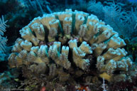 Smooth flower coral / Eusmilia fastigiata / Avalon, April 08, 2012 (1/200 sec at f / 11, 40 mm)