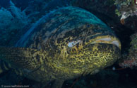 Goliath grouper / Epinephelus itajara / Avalon, April 08, 2012 (1/200 sec at f / 11, 40 mm)