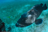 Black grouper / Mycteroperca bonaci / Five Seas, April 09, 2012 (1/250 sec at f / 9,0, 17 mm)